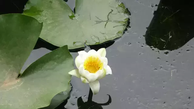 Koruma altındaki çiçeği koparanlara büyük ceza! Nilüfer koparmanın bedeli 387 bin 141 TL