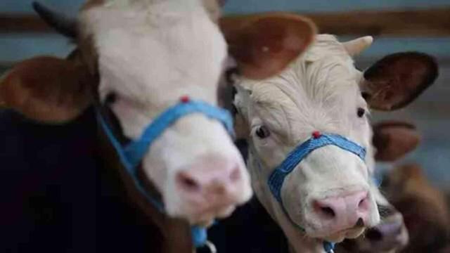 Kredi kartıyla kurban satın almak caiz midir? Banka kredisiyle kurban kesilebilir mi?