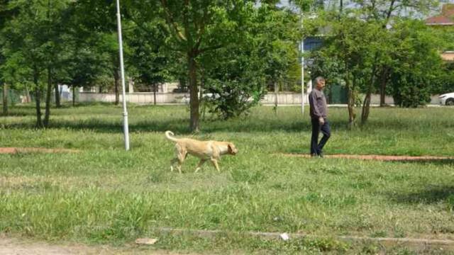 Sokak ortasında 10 köpeğin saldırısına uğradı: O anlar kamerada