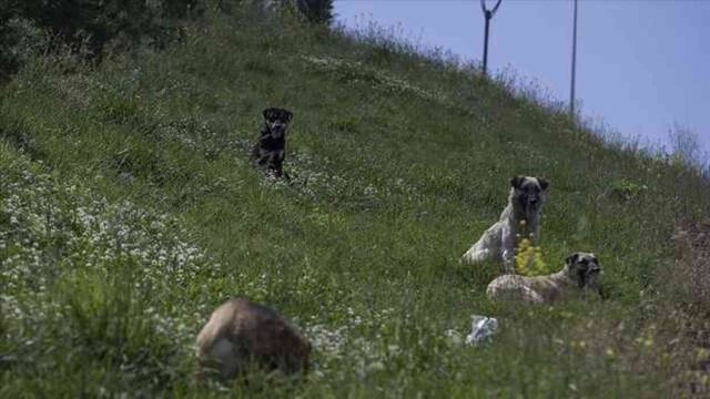 Sokak köpekleriyle ilgili düzenleme Meclis'e geliyor