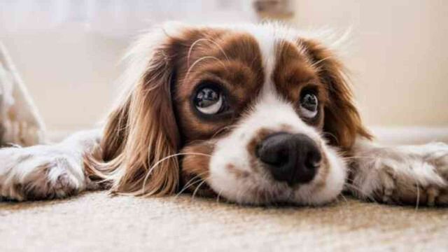 Sokak hayvanları yasa tasarısı! Sokak hayvanları uyutulması ne demek? Sokak köpekleriyle ilgili düzenleme nedir?