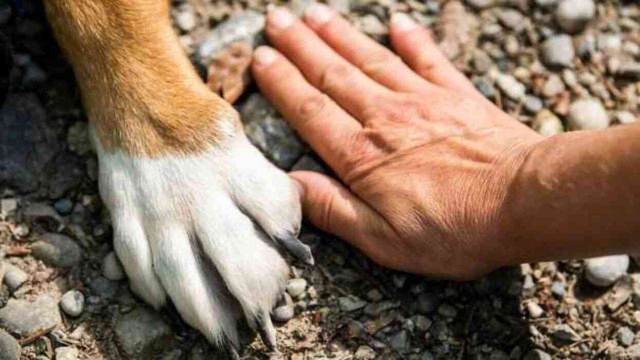 Sokak hayvanları yasa tasarısı! Sokak hayvanları uyutulması ne demek? Sokak köpekleriyle ilgili düzenleme nedir?