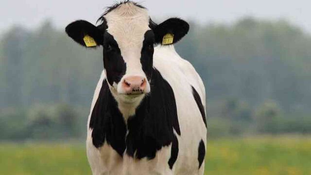 Kurban Bayramı tatili toplam kaç gün olacak, uzatıldı mı? 2024 Kurban Bayramı tatili 9 güne çıktı mı, birinci gün ne zaman?