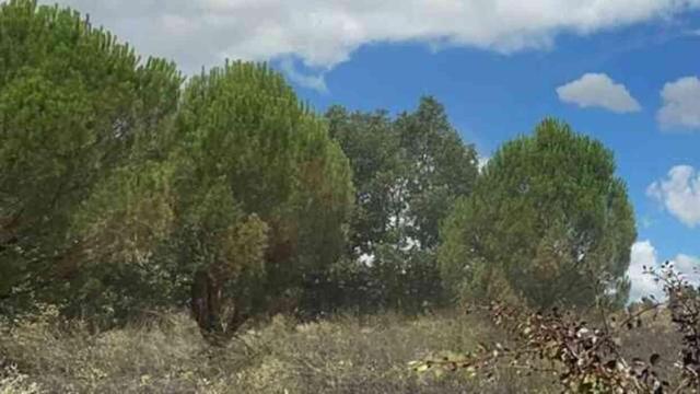 Kırşehir'de ormanlara giriş yasak mı? Ormanlara giriş yasağı ne zaman başlıyor, ne zaman bitiyor?