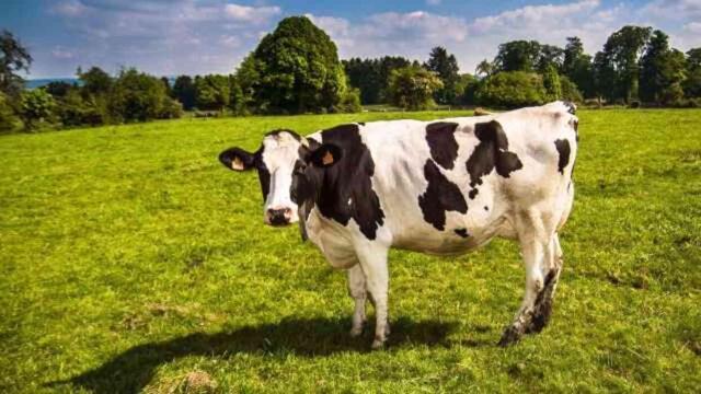 Kurban kesmek farz mı, sünnet mi? Kurban kesmek ibadet midir, şartı nedir?