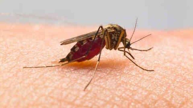 Dang Humması nedir? Dang Humması belirtileri neler? Dang Humması neden olur, tedavisi nedir?