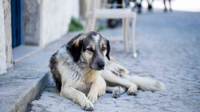 Sokak hayvanları yasası maddeleri! Sokak köpekleri yasası ilk 5 madde nedir?