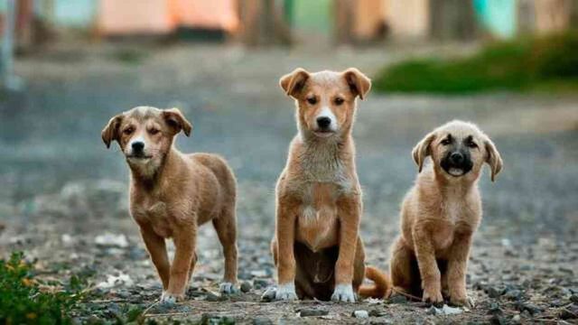 Sokak hayvanları yasası maddeleri! Sokak köpekleri yasası ilk 5 madde nedir?