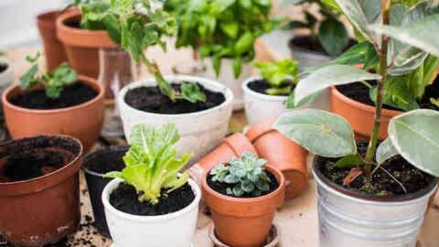 Dayanıklı bahçe çiçekleri neler? Bahçe ve balkon çiçekleri hangileri?