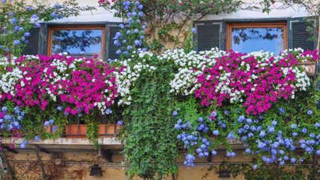 Dayanıklı bahçe çiçekleri neler? Bahçe ve balkon çiçekleri hangileri?