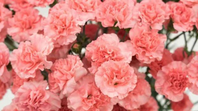 Pembe karanfilin anlamı nedir, hikayesi ne? Pembe karanfilin ne ifade eder, neyi temsil eder?