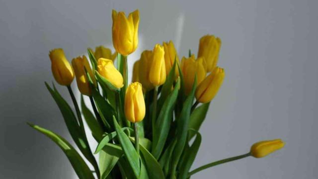 Sarı lalenin anlamı nedir, hikayesi ne? Sarı lale ne ifade eder, neyi temsil eder?