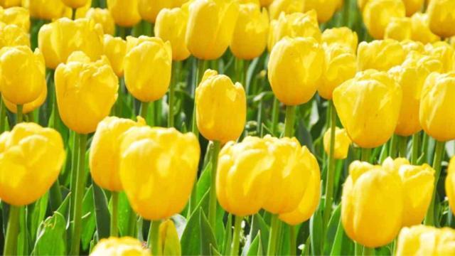 Sarı lalenin anlamı nedir, hikayesi ne? Sarı lale ne ifade eder, neyi temsil eder?