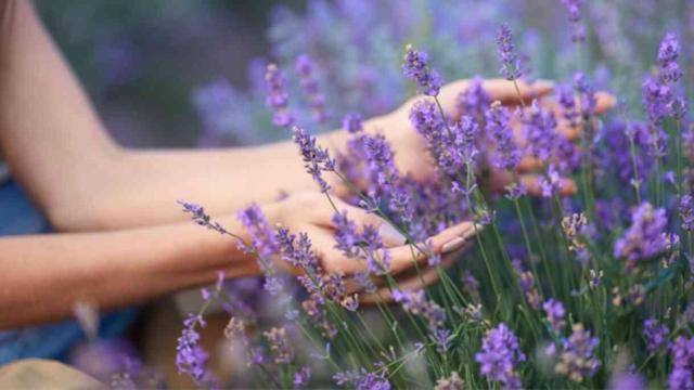 Lavanta yağı faydaları neler, ne işe yarar? Lavanta yağı nasıl kullanılır, neye iyi gelir?