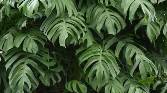 Monstera (deve tabanı) evde nasıl bakılır, nerede durmalı? Deve tabanı çiçeği neyi sever?