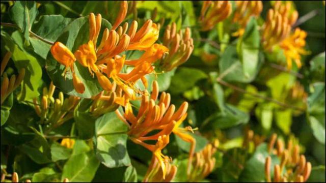 Hanımeli çiçeği ne zaman dikilir ve açar? Hanımeli evde yetişir mi, bakımı nasıl olur?