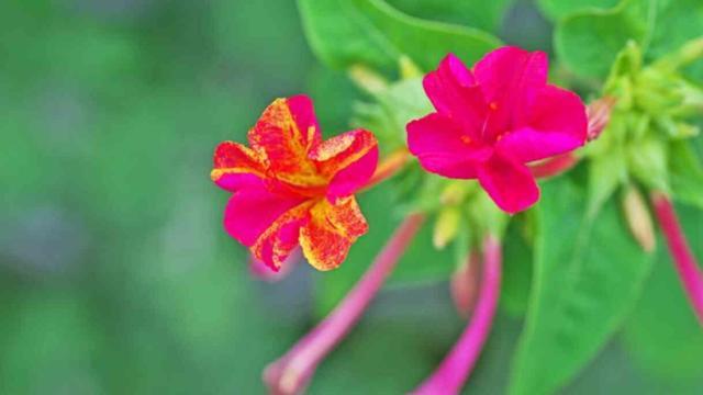 Akşam sefası çiçeği bakımı nasıl olur, özellikleri ne? Akşam sefası çiçeği ne zaman açar?