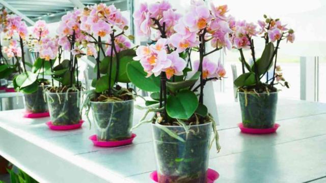 Orkideye nasıl bakılır, ne kadar su verilir? Orkide çiçeğinin özelliği nedir, toprağı nasıl olmalı? Orkide bakımı püf noktaları!