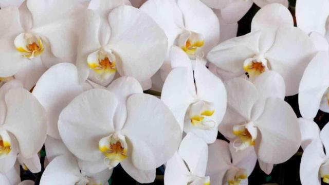 Orkideye nasıl bakılır, ne kadar su verilir? Orkide çiçeğinin özelliği nedir, toprağı nasıl olmalı? Orkide bakımı püf noktaları!