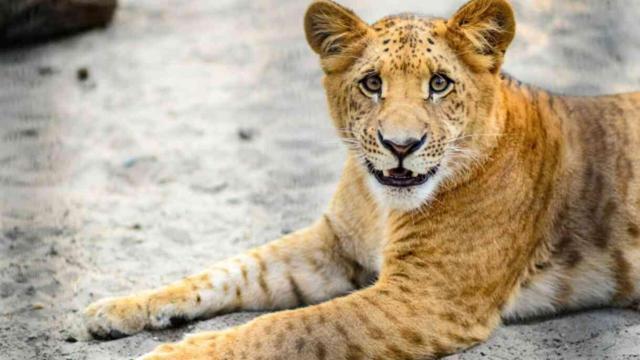 Rüyada kaplan görmek ne demek? Rüyada kaplan neyi temsil eder? Rüyada kaplandan kaçmak ne anlama gelir?