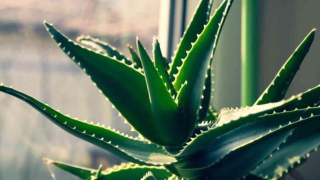 Aloe vera bitkisi evde nerede durmalı, nasıl bakılır? Aloe vera jelinin faydaları neler, nasıl kullanılır?