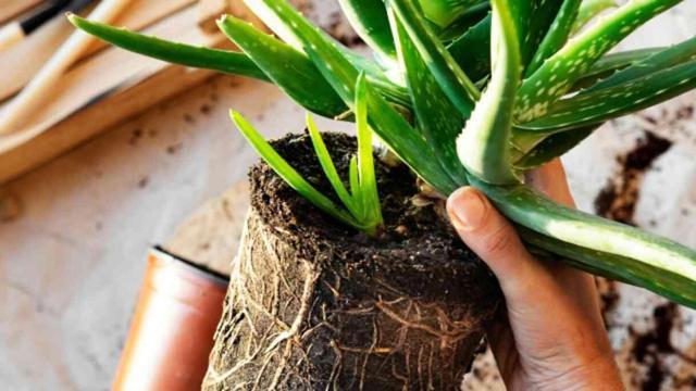 Aloe vera bitkisi evde nerede durmalı, nasıl bakılır? Aloe vera jelinin faydaları neler, nasıl kullanılır?