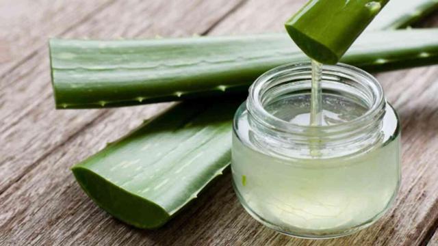 Aloe vera bitkisi evde nerede durmalı, nasıl bakılır? Aloe vera jelinin faydaları neler, nasıl kullanılır?