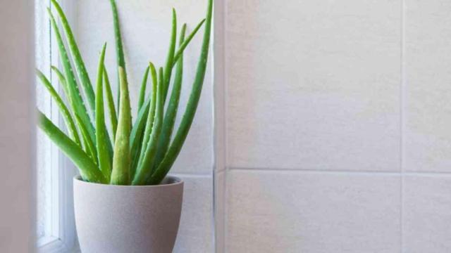 Aloe vera bitkisi evde nerede durmalı, nasıl bakılır? Aloe vera jelinin faydaları neler, nasıl kullanılır?