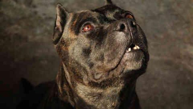 Pitbull neden saldırır, öldürür mü? Pitbull beslemek yasak mı?