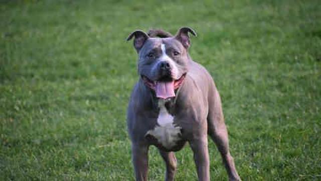 Pitbull neden saldırır, öldürür mü? Pitbull beslemek yasak mı?