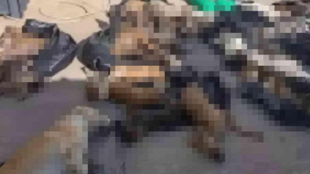 Gebze'de köpekleri ve kedileri kim öldürdü?