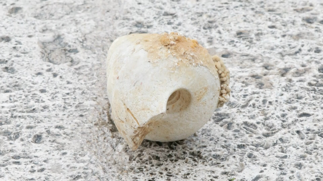 İstanbul'da hafriyat kazısı sırasında deniz minaresi fosili bulundu