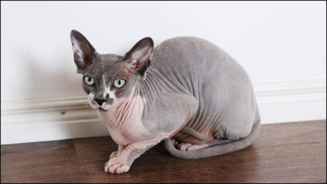 Sphynx kedi yasaklandı mı? Sphynx cinsi kedi sahiplenmek neden yasaklandı?