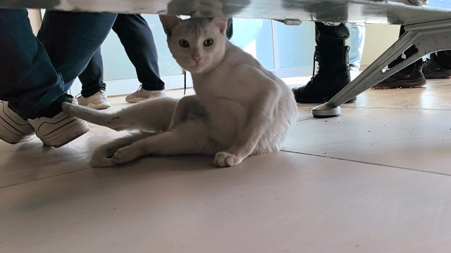 Bacağı kırılan kedi, hastanenin acil servisine geldi