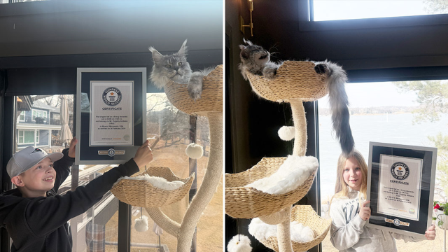 Dünyanın en uzun kuyruklu kedisi, Guinness Rekorlar Kitabı'na girdi