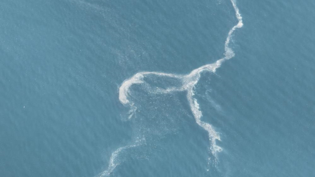 İstanbul'da müsilaj yeniden ortaya çıktı