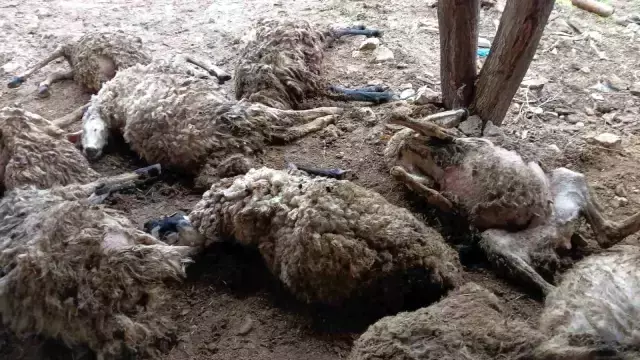 Koyunların Korkusu İzdihama Neden Oldu: 11 Koyun Telef Oldu