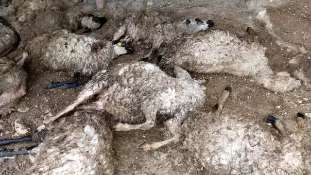 Koyunların Korkusu İzdihama Neden Oldu: 11 Koyun Telef Oldu