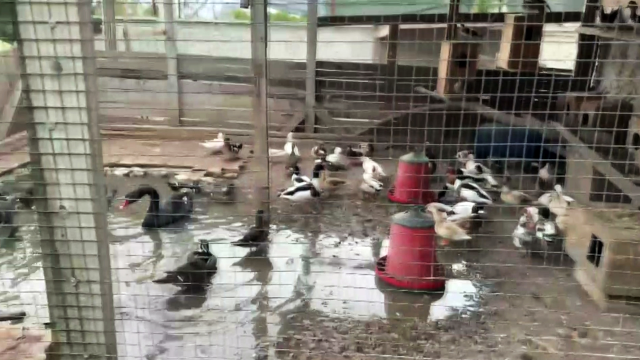 Hayvanat bahçesi gibi ev: Evinden çıkanlar hayrete düşürdü