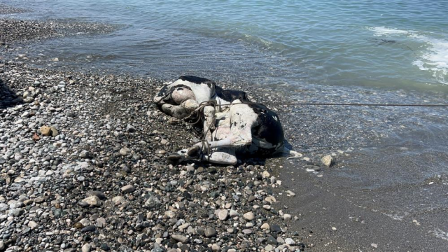 Balık yerine angus kıyıya vurdu