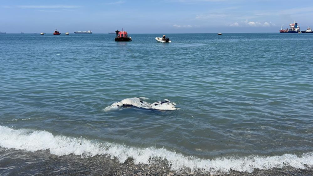Balık yerine angus kıyıya vurdu