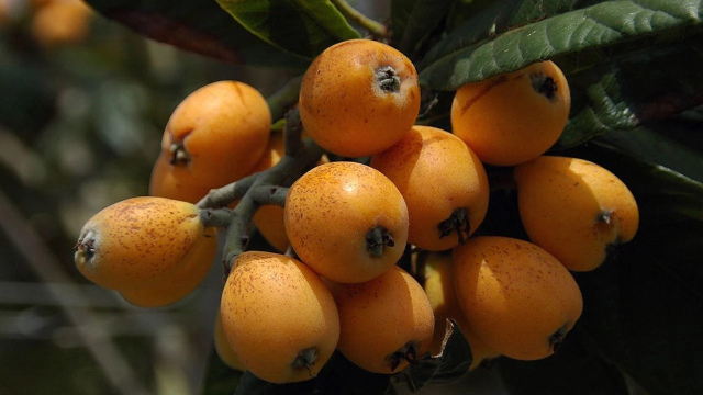 Kimse yüzüne bakmıyor ama ölüm hariç her derde deva!