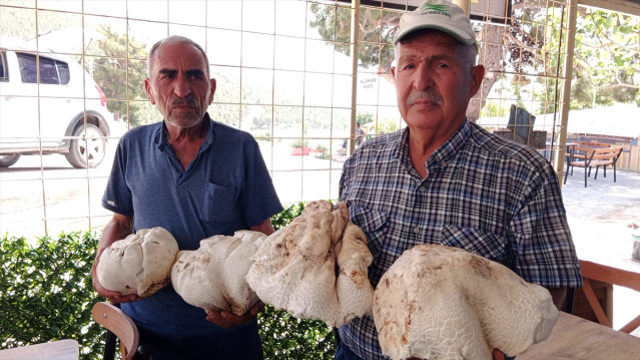 Eşiyle birlikte çıktığı yaylada dev mantarlar buldu