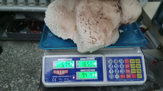 Eşiyle birlikte çıktığı yaylada dev mantarlar buldu