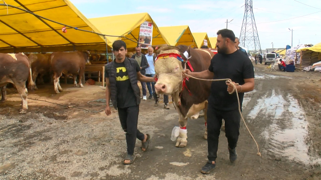 Şampiyon danasını satmaktan vazgeçti: Cumhurbaşkanına hediye edeceğim