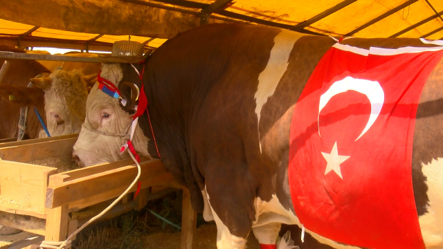 Şampiyon danasını satmaktan vazgeçti: Cumhurbaşkanına hediye edeceğim