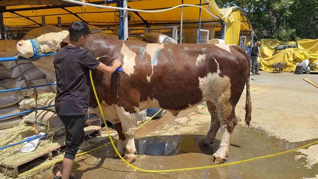 Gaziosmanpaşa Kurban Pazarı'nda Şampiyon Dana 420 TL'ye Satıldı
