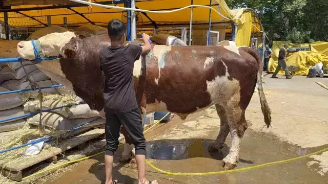 Gaziosmanpaşa Kurban Pazarı'nda Şampiyon Dana 420 TL'ye Satıldı