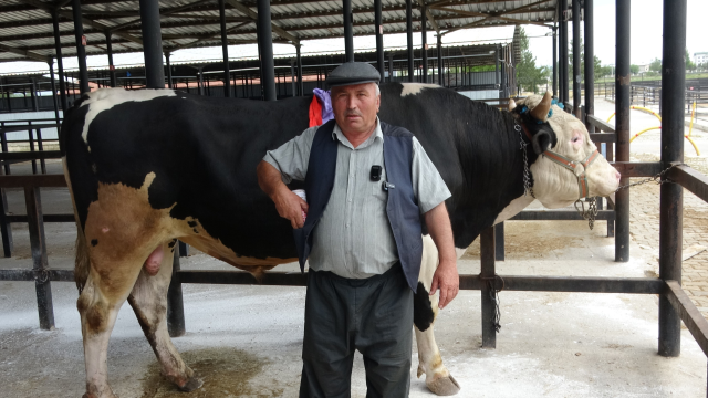 Kütahya'da 1 ton 200 kiloluk kurbanlık 350 bin TL'ye satıldı