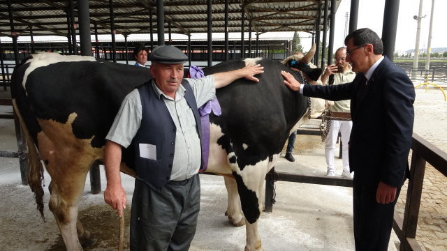 Kütahya'da 1 ton 200 kiloluk kurbanlık 350 bin TL'ye satıldı